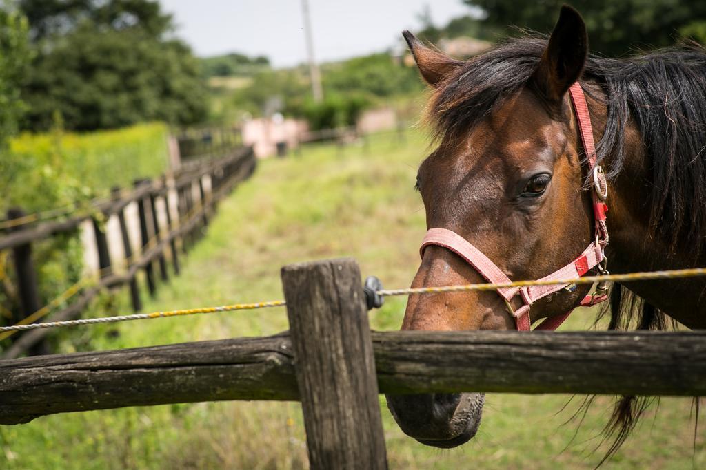 Agriturismo L.B.Stud ブラッチャーノ エクステリア 写真
